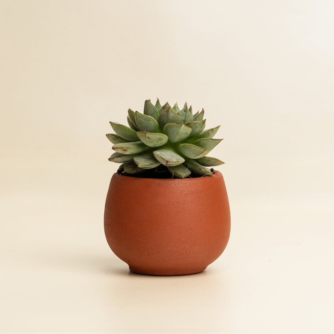 Blooming Love Cactus Plant – Shades of Spring