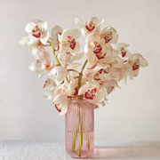 Cymbidium Orchid