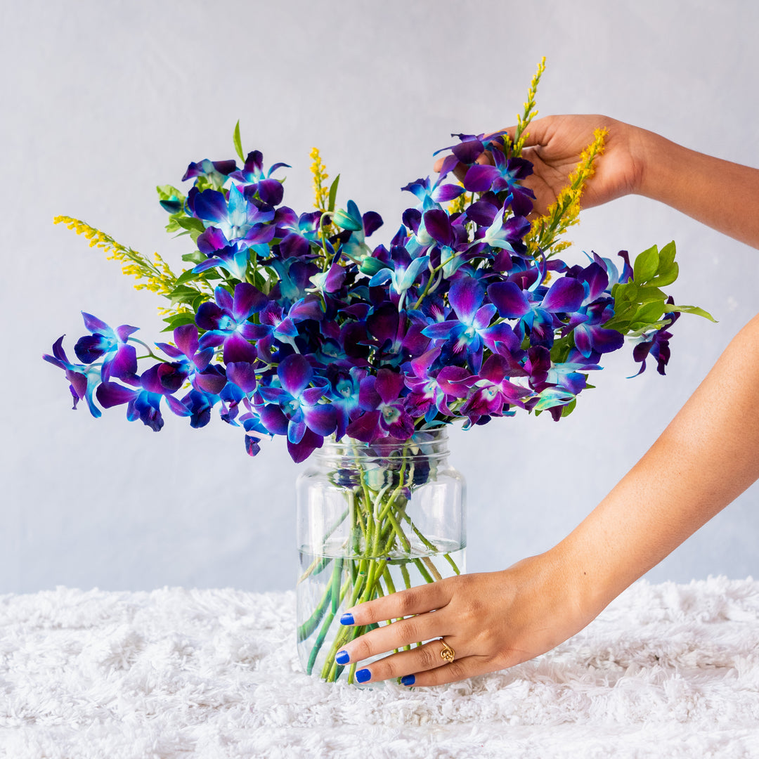 Flowers Orchids Blue How To Care For A Blue Orchid Plant